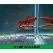 BARBO CEREZA VELO 2.5-3 CM