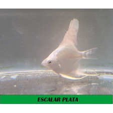 Escalar plata