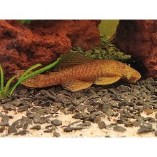 ANCISTRUS GOLD  HEMBRA 10 cm