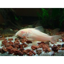 Corydora albina