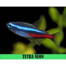 TETRA NEON