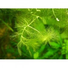 Utricularia vulgaris