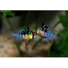 PAPILIOCHROMIS RAMIREZI PAREJA CONFIRMADA