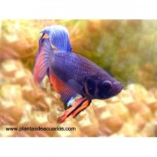 PAREJA BETTA HEMBRA XL y BETTA MACHO XL