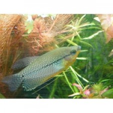 GOURAMI PERLA 4 CM