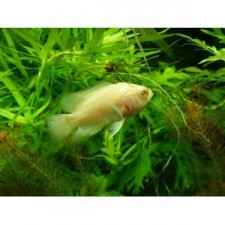 OSCAR ALBINO 5 CM