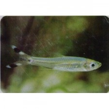 RASBORA TIJERITA ( 3-4 CM)