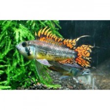 APISTOGRAMMA CACATUOIDES TRIPLE  ROJO  5 CM MACHO