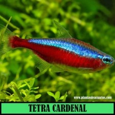 TETRA CARDENAL