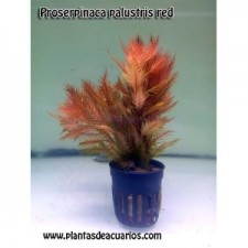 Proserpinaca palustris red. Sumergida