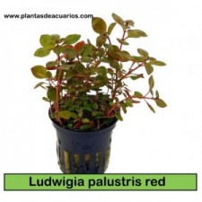 Ludwigia palustris red