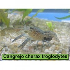 Cangrejo Procamburus troglodytes blue  6 cm