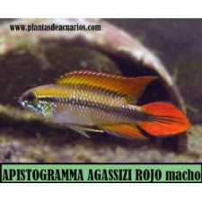 APISTOGRAMMA AGASSIZI SUPER ROJO macho