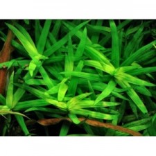 Heteranthera zosterifolia. SUMERGIDA