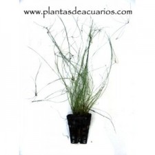 Eleocharis vivipara