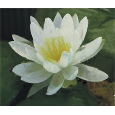 Nymphaea Europeo "Carolina Nivea"