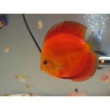 Pez disco marboro rojo 5  cm