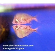 Pez hacha THORACOCHARAX STELLATUS