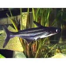 Pangasius gris oscuro sp 6 cm