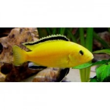 Labidochromis lemon