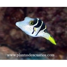 CANTHIGASTER VALENTINI