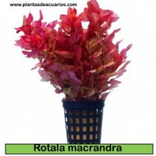 Rotala macrandra ROSA sumergida