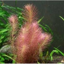 Rotala walichii sumergida