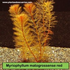 Myriophyllum matogrossense red sumergida