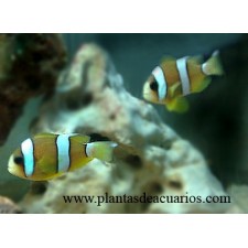 AMPHIPRION CLARKII