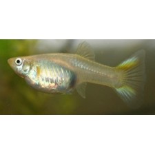 Guppy hembra surtida