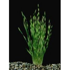 Vallisneria tortifolia