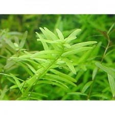 Rotala green emergida