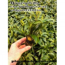 Hygrophila corimbosa "angustifolia"
