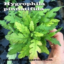 Hygrophila pinnatifida