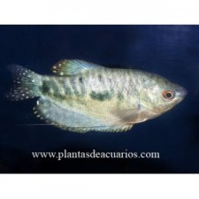 Gourami azul