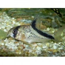 Corydoras melini