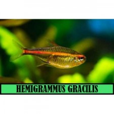 HEMIGRAMMUS GRACILIS