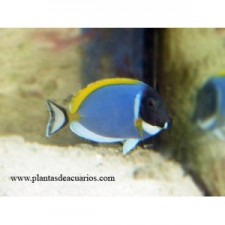 ACANTHURUS LEUCOSTERNON  8-9 cm