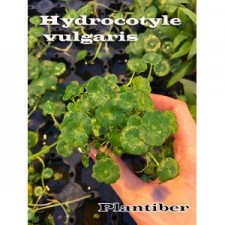 Hydrocotyle  vulgaris