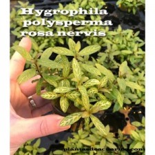 Hygrophila polisperma rosa nervis