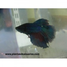 Betta halfmoon  macho surtido