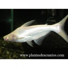 Pangasius albino 6 cm
