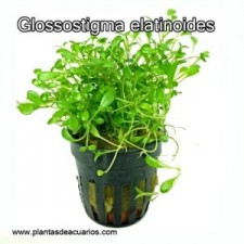 Glossostigma elatinoides