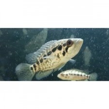 Parachromis managuensis