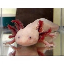 AMBYSTOMA MEXICANUM (axolote) BLANCO