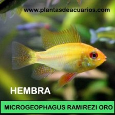 APISTOGRAMMA RAMIREZI ORO HEMBRA