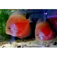 Disco Super red melon 6 cm cara blanca