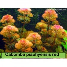 Cabomba piauhyensis red