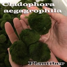 Cladophora aegagrophila