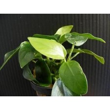 Anubia barteri variedad nana (5 unidades)